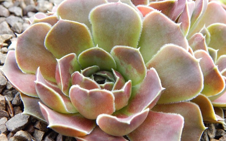 Jovibarba heuffelii Polderland - hen and chicks