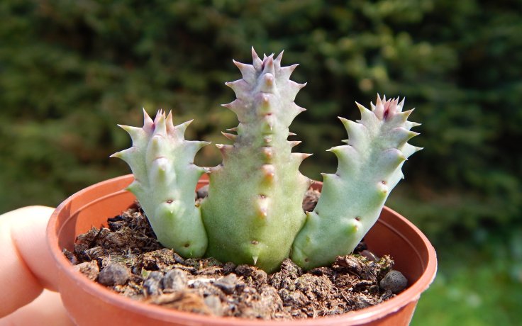 Huernia zebrina - succulent