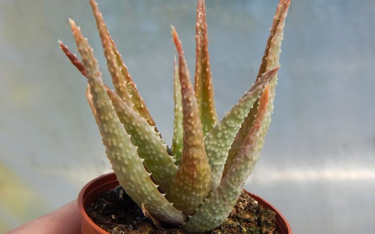 Aloe Toothed Hybrid - sukulent