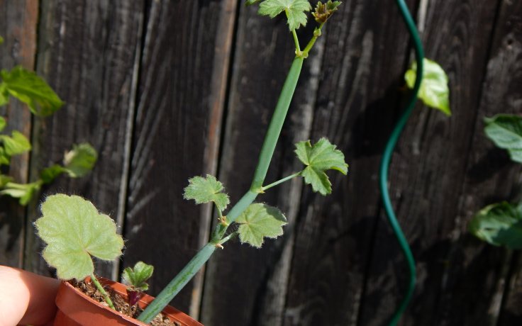 Pelargonium tetragonum