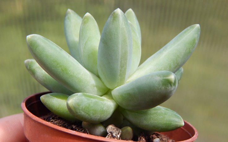 Pachyphytum compactum sukulenty