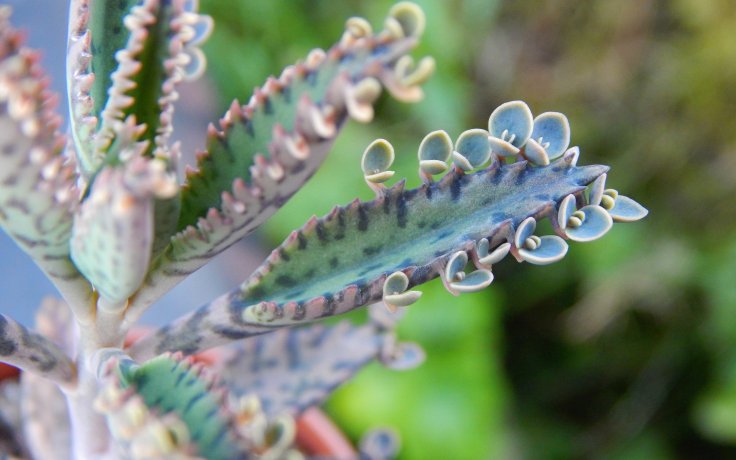 Kalanchoe houghtonii Mottled