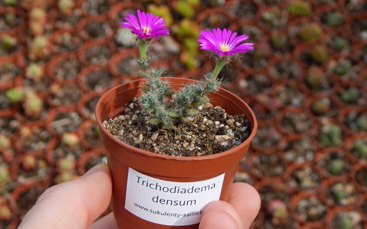 Trichodiadema densum sukulenty a kaktusy