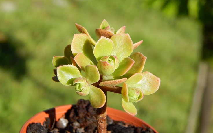 Aeonium spathulatum - sukulenty samek