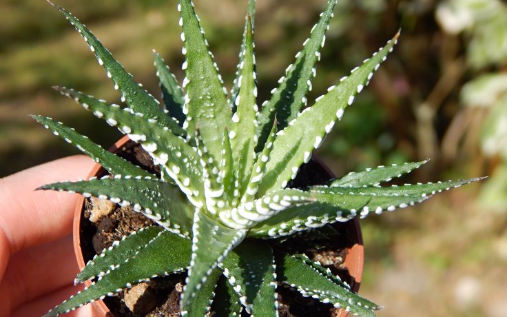 Haworthia fasciata Big Band