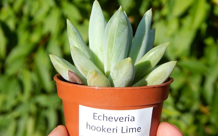 Echeveria hookeri Lime