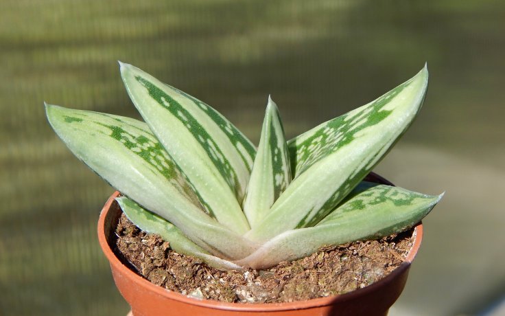 Gasteria Green Ice pokojovka