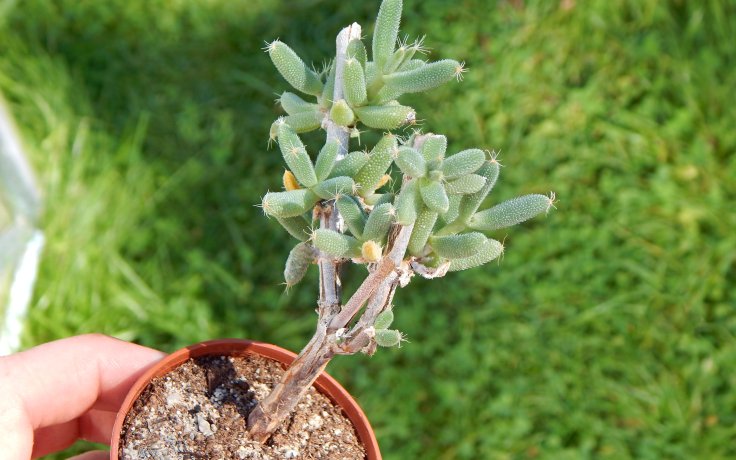 Trichodiadema littlewoodii k tvarování sukulent