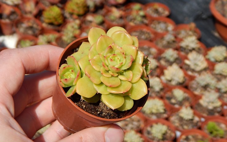 Echeveria Fun Queen dužnatka