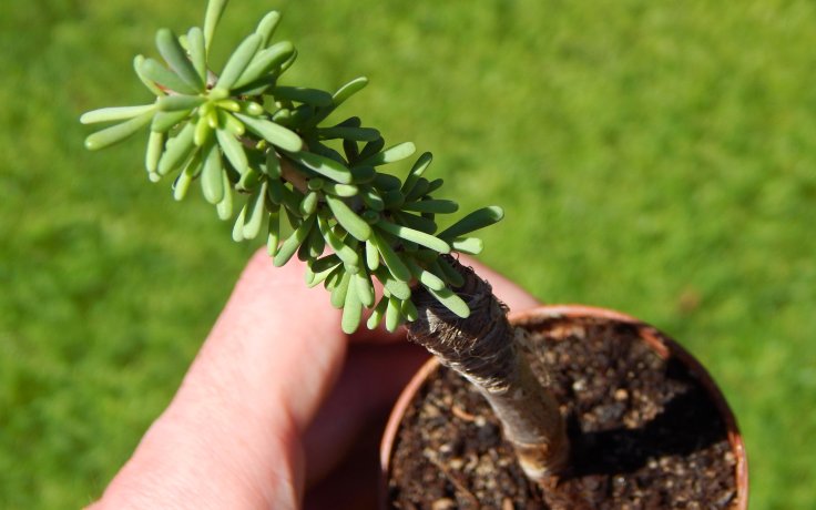 Ceraria namaquensis - sukulenty a kaktusy