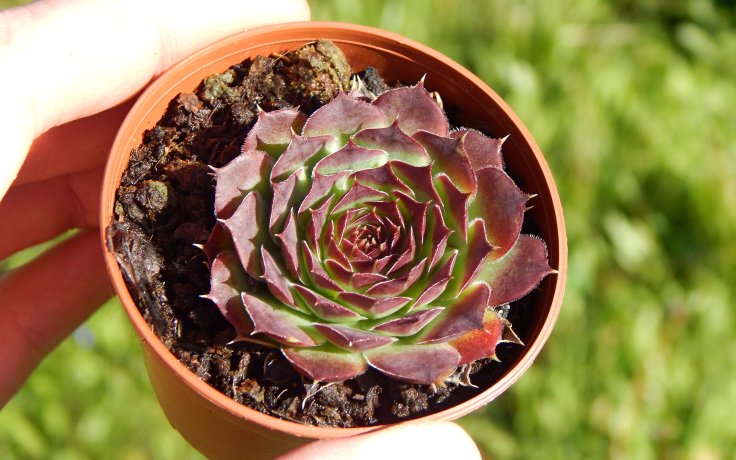 Jovibarba heuffelii Compacta for sell