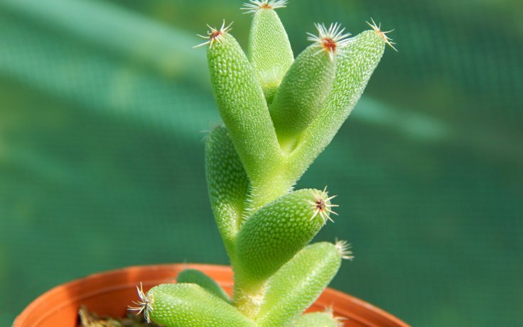Trichodiadema calvatum bonsai
