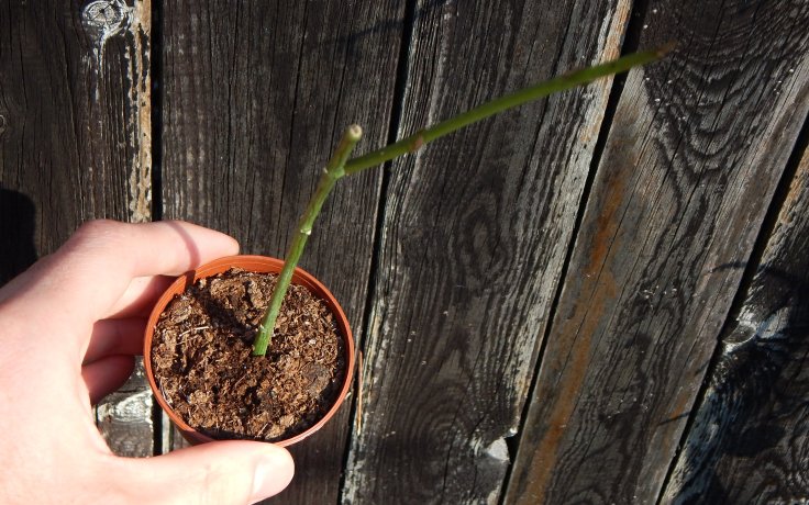 Ceropegia ampliata - svícník