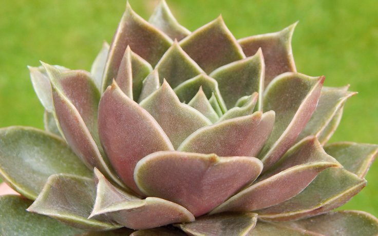 Echeveria Impi - sukulent