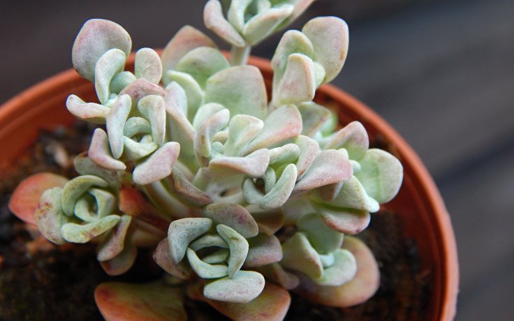 Sedum spathulifolium Cape Blanco