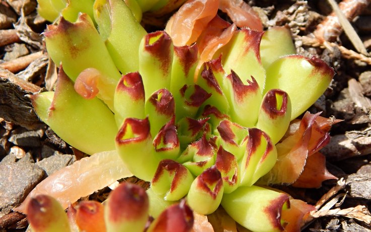 Sempervivum Oddity