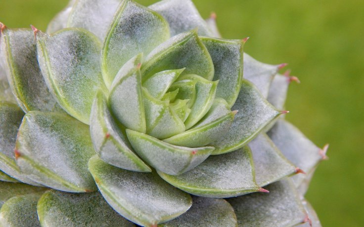 Echeveria purpusorum Green Gilva - sukulent