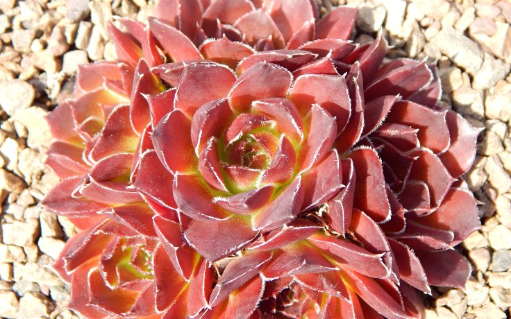 Jovibarba heuffelii Red Hero