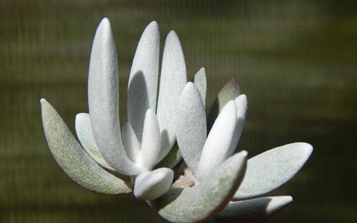 Senecio haworthii Mont Blanc kaktusy samek