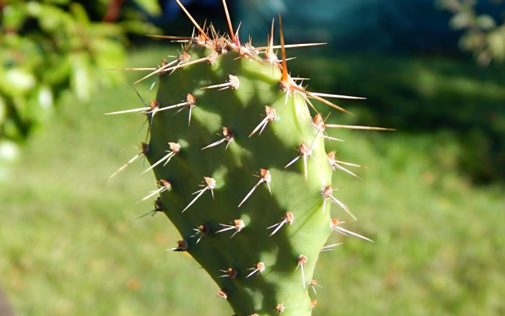 Opuntia macrorhiza