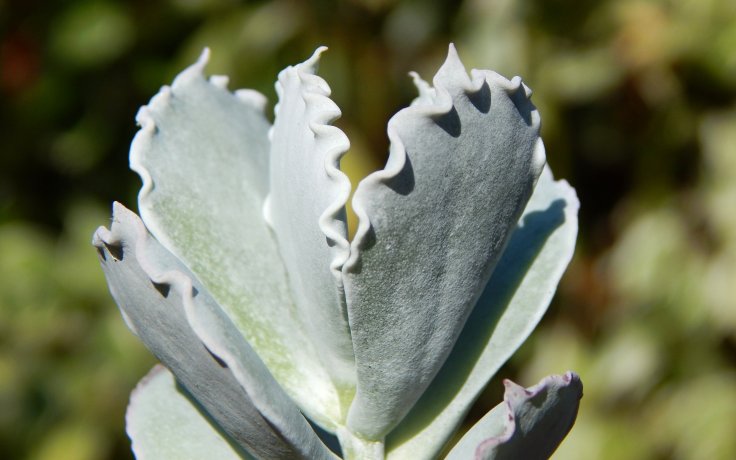 Cotyledon undulata Red - bílý sukulent
