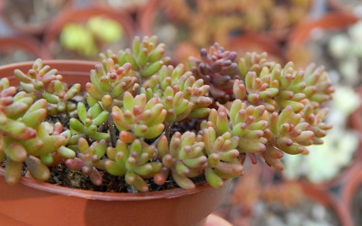 Sedum album Murale