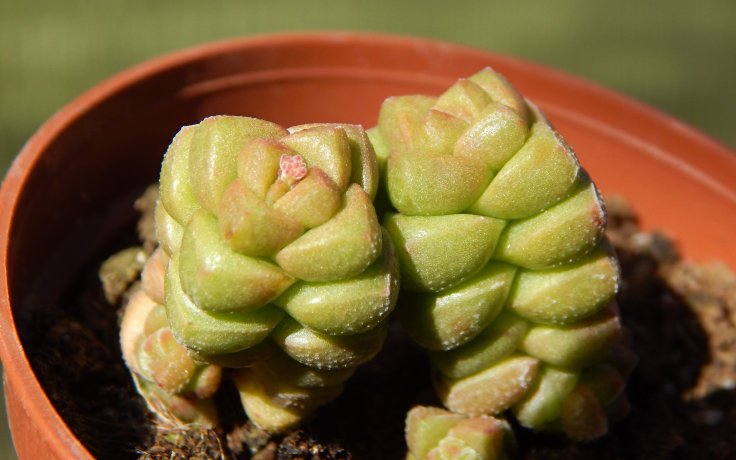 Crassula marchandii sukulenty