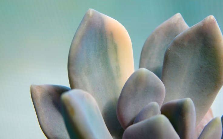 Pachyveria Pachyphytoides variegata - sukulenty