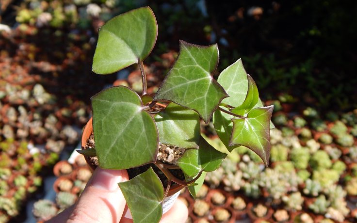 Senecio macroglossus pokojovka do polostínu