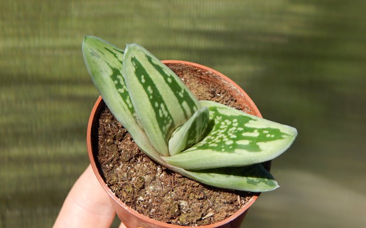 Gasteria Green Ice nenáročný sukulent