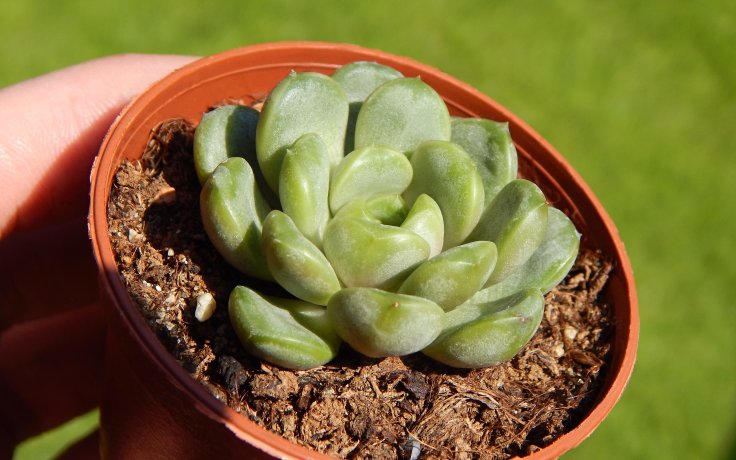 Graptoveria Amethorum sukulenty