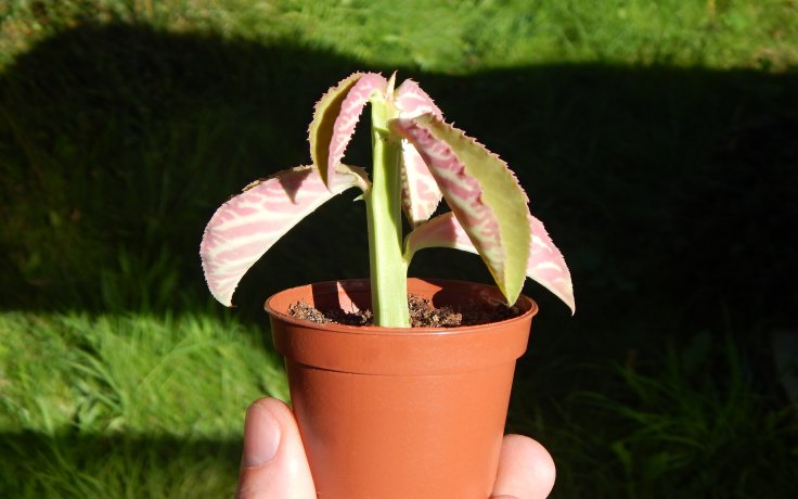 Monadenium coccineum