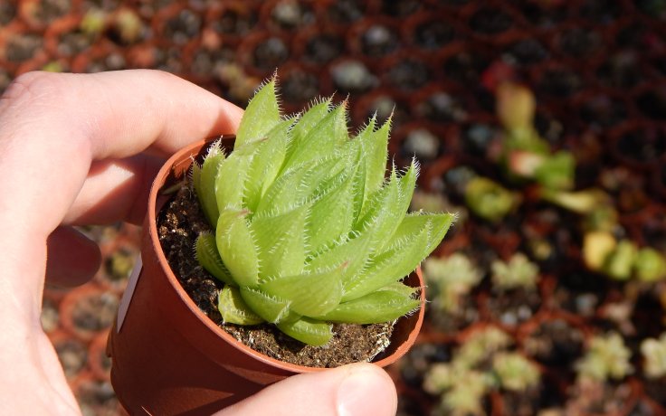 Haworthia decipiens průsvitné sukulenty
