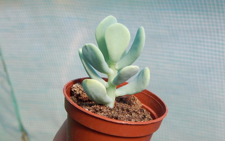 Sedum allantoides Goldii - bílý rozchodník