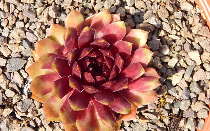 Sempervivum Dr. Fritz Köhlein