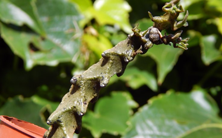Ceropegia gikyi - svícník