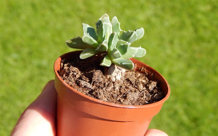 Faucaria bosscheana var. albiflora