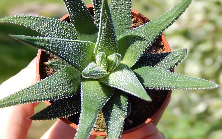 Haworthia fasciata Concolor - nenáročná pokojovka